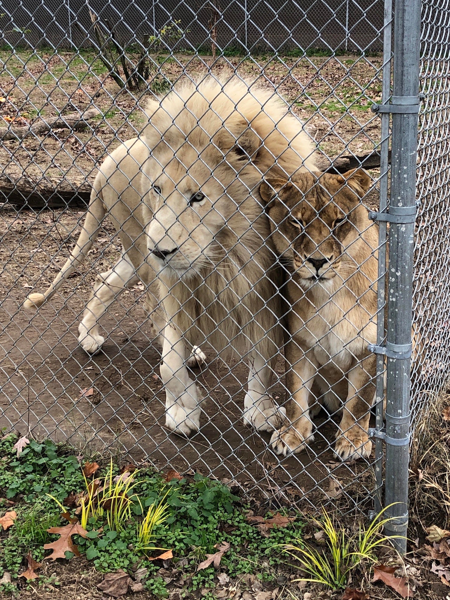 Zoos near Salisbury NC 